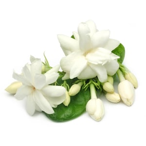 Peut inclure: Gros plan sur des fleurs de jasmin blanches avec de nombreux pétales, des boutons et des feuilles vertes. Les fleurs sont en pleine floraison, mettant en valeur leur structure délicate. L'image est sur fond blanc.