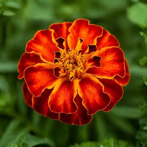 30 French Marigold Mix Seeds Tagetes Patula Heirloom Non GMO Flowers