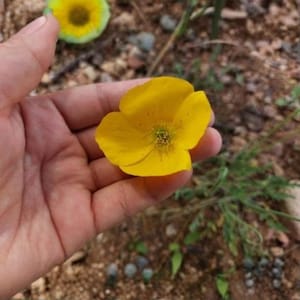 200 Sibiriska väggblomsfrön Erysimum Cheiranthoides Gul vildblomma Trädgårdsplantering
