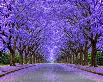 Jacaranda Mimosifolia Live Tropical Tree Exotic Blue Jacaranda 1