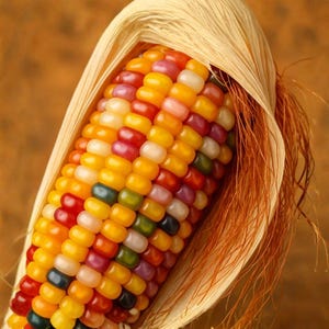 May include: Close-up of a colorful ear of corn, showcasing a variety of jewel-toned kernels. The kernels are a mix of yellow, orange, red, pink, green, and dark blue. The corn is partially wrapped in light tan husks with orange-brown silk.