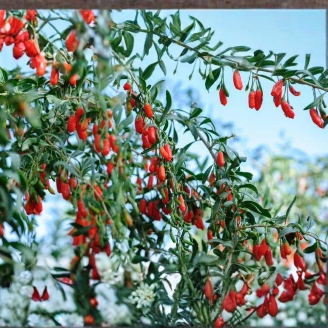 100 Goji Berry Seeds Lycium Barbarum Heirloom Non GMO Garden Planting ...
