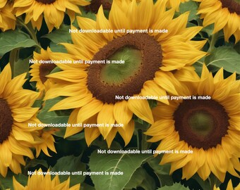 2 Beautiful Sunflower prints for paper - digital downloads