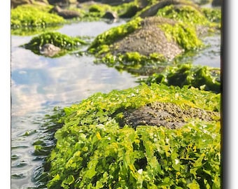 Textured Sea Lettuce Canvas Art, Embellished Acrylic Seascape Painting