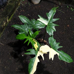 以下が含まれることがあります： 大きな光沢のある緑色の葉を持つ鉢植えの植物の真上からの眺め。一部の葉には白い斑が入っています。植物は暗く質感のある表面に置かれ、背景には他の鉢植えの植物が見えます。