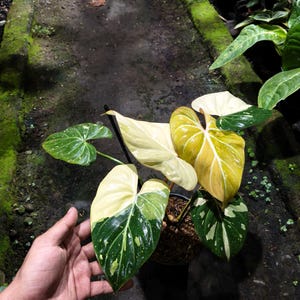 Verklig bild Philodendron Gloriosum Trefärgad Brokig Skönhet