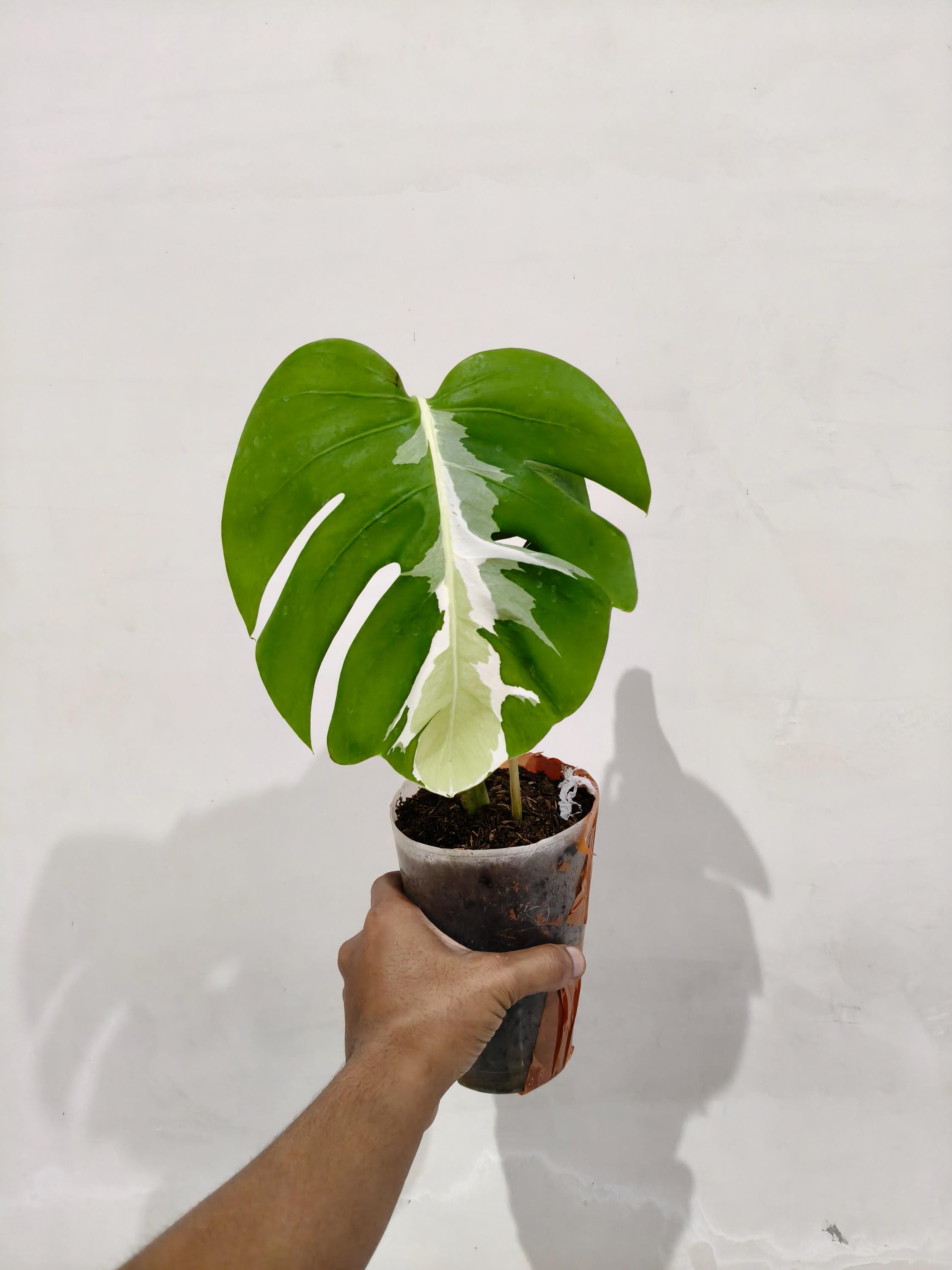 Monstera Deliciosa White Lava - Etsy