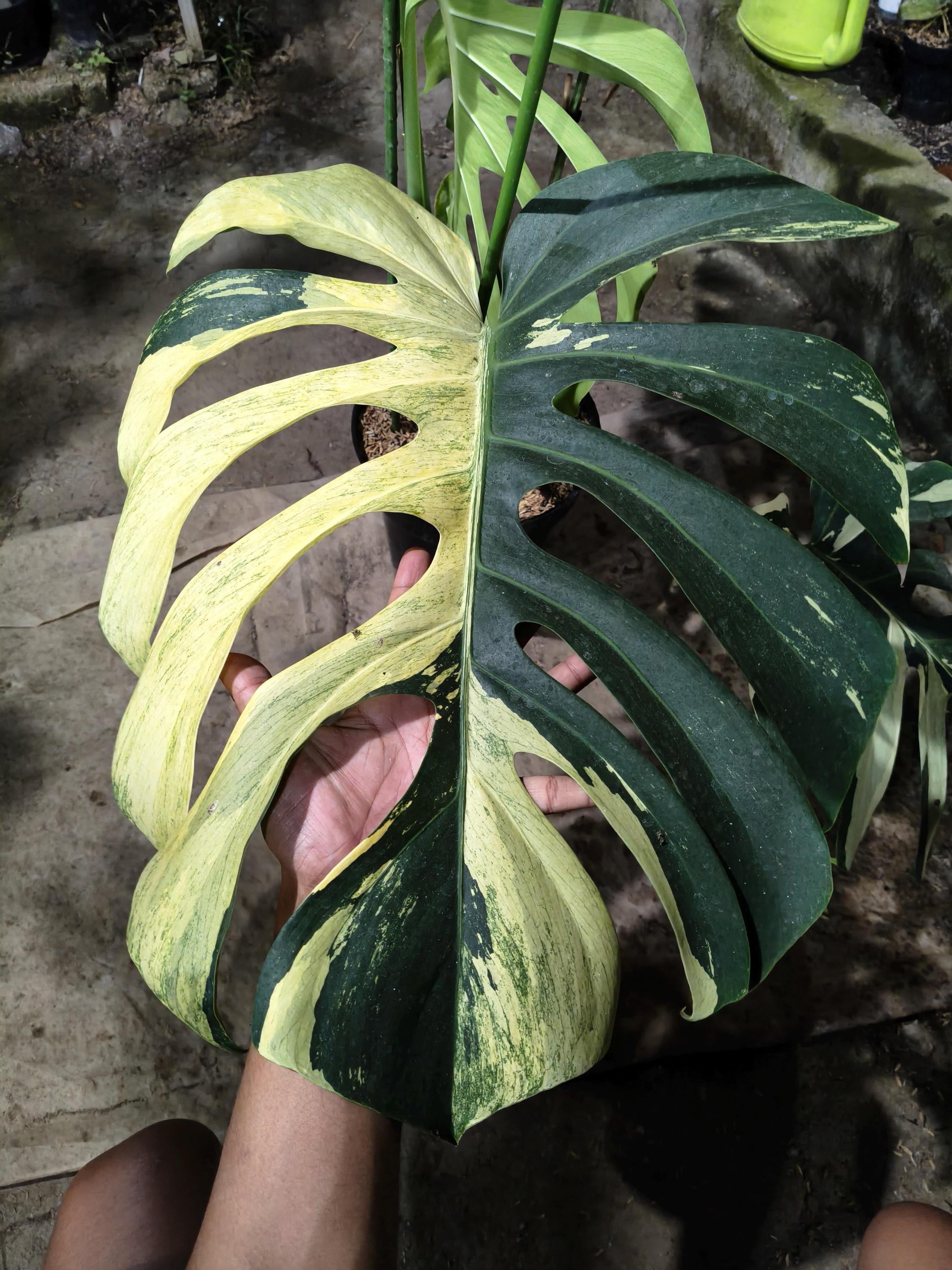 Monstera mint - Etsy 日本