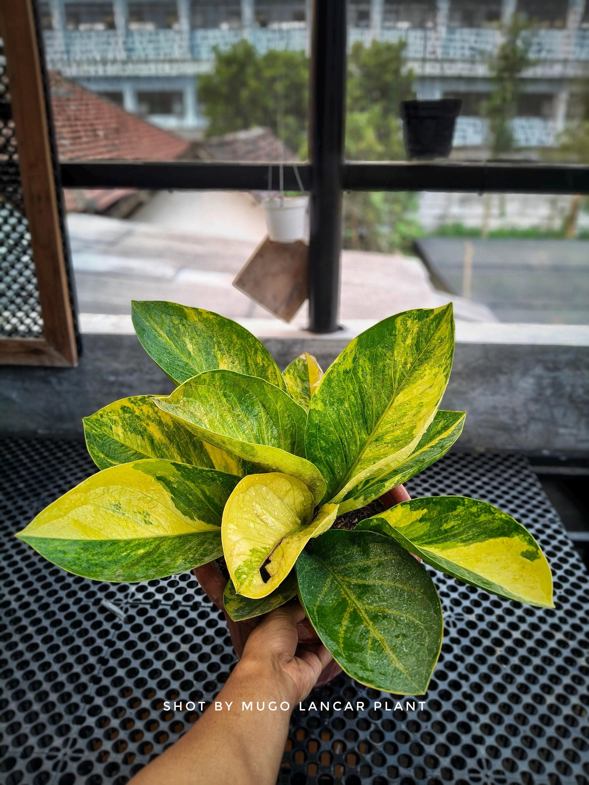 Anthurium Jenmanii Variegated - Etsy