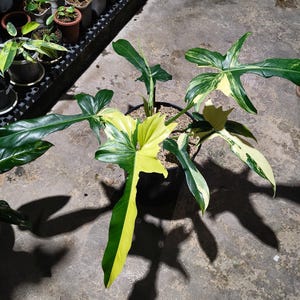 以下が含まれることがあります： 緑とクリームホワイトの色合いの大きな斑入りの葉を持つ、鉢植えのフィロデンドロンフロリダゴースト。植物は黒い鉢に入っており、背景には他の鉢植えの植物が見えます。葉は独特の形をしています。