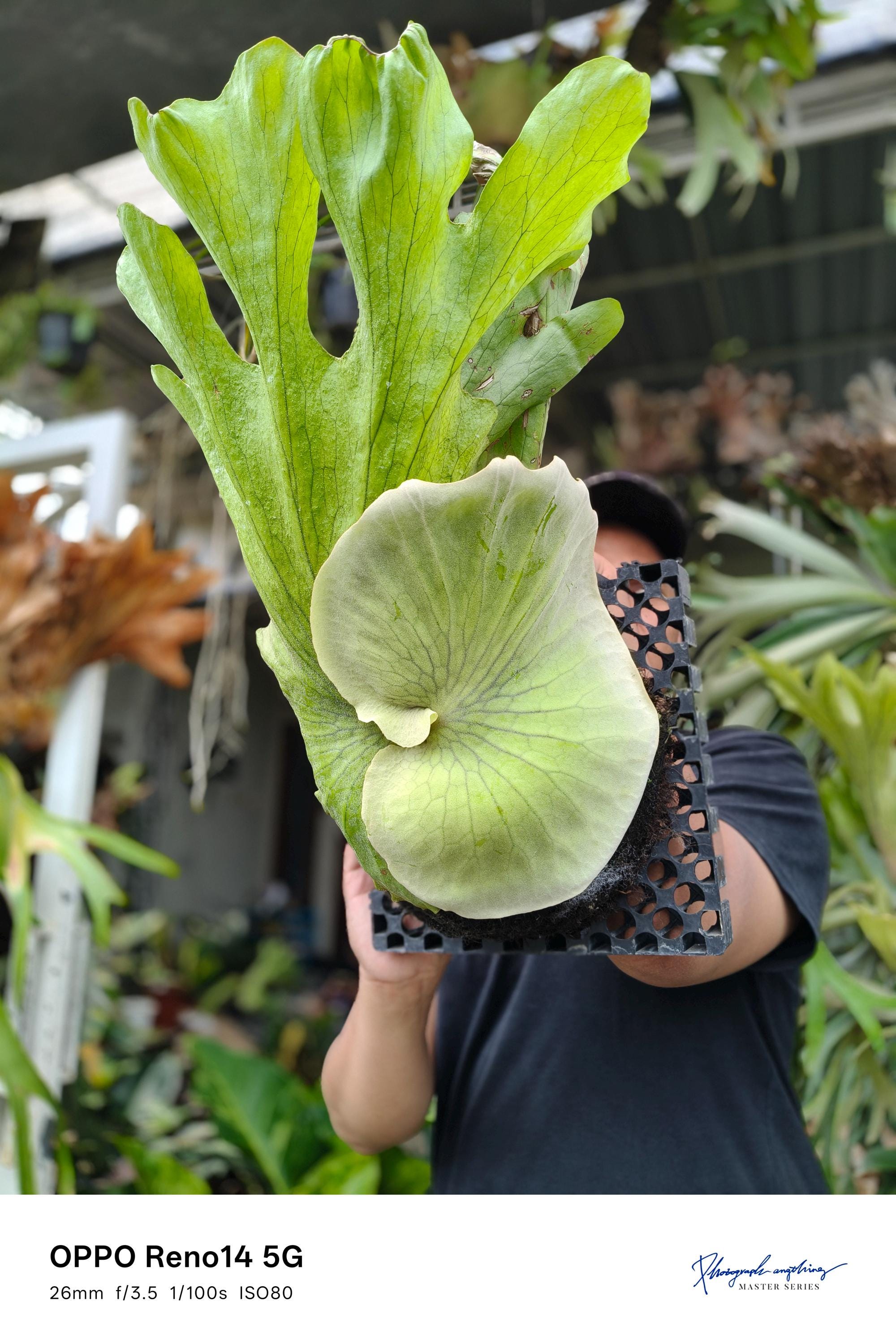 Platycerium Wandae Large Size Beauty Form Plants in Outdoor - Etsy