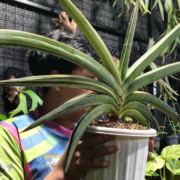 Beauty Sansevieria Robusta Variegated Very Big Size Unique Snake Plant