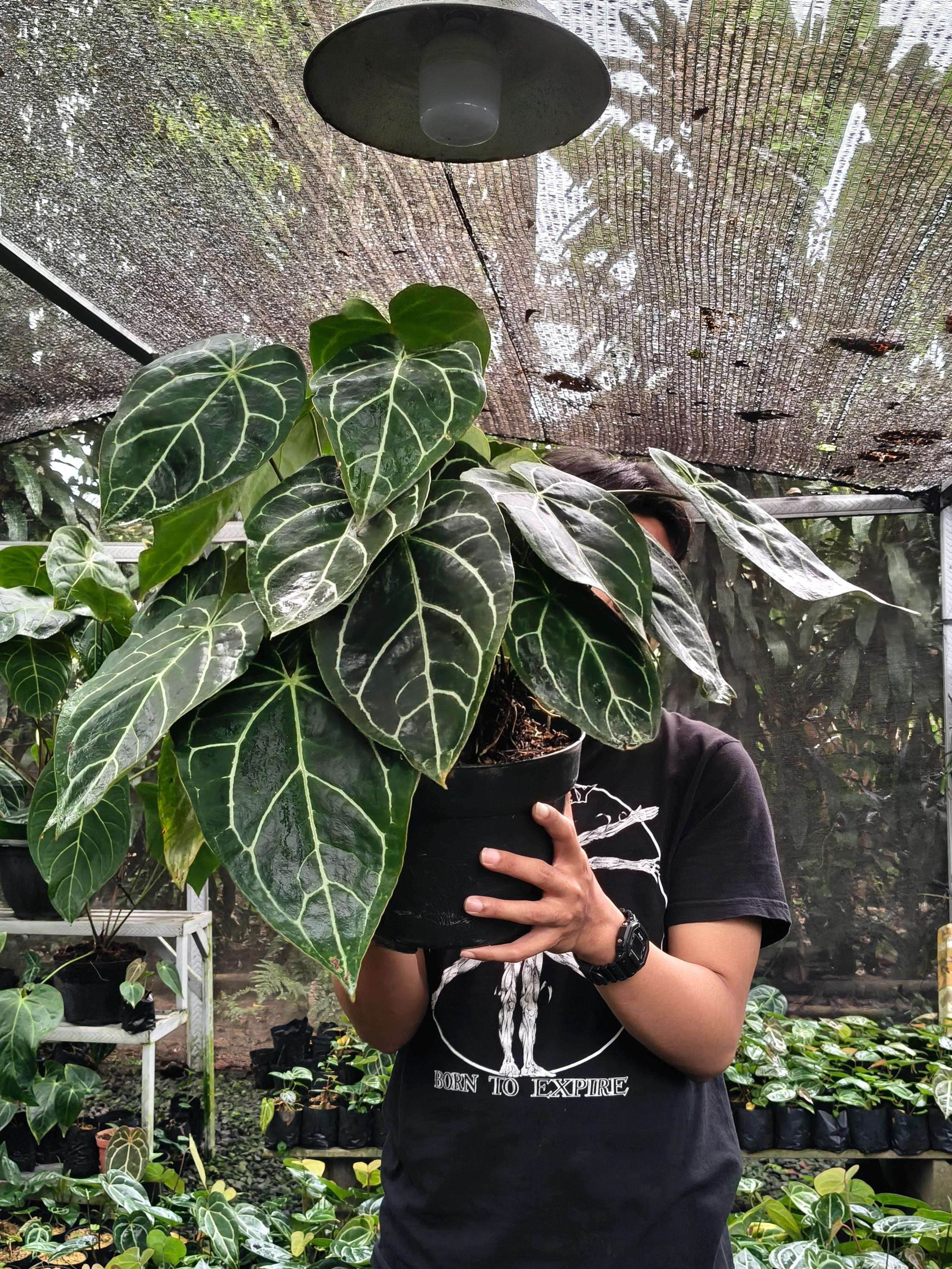 Anthurium crystallinum dark - Etsy 日本