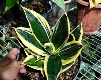 Sansevieria Pagoda Hahnii Marginata, uma planta-cobra autêntica de beleza única.