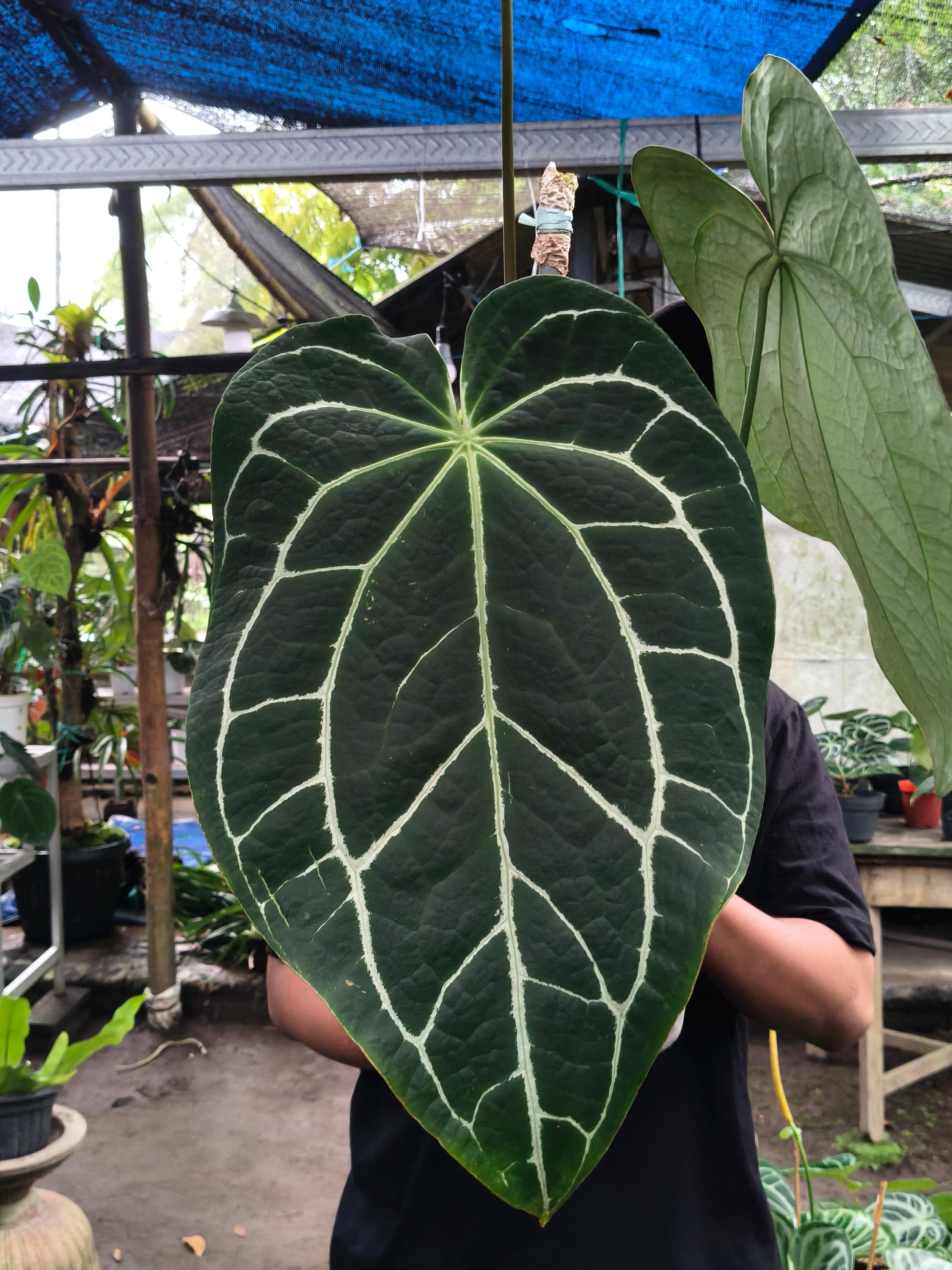 Anthurium crystallinum dark - Etsy 日本