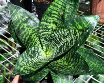 Sansevieria Hahnii Tiger Star Unieke slangenplant, heel mooi