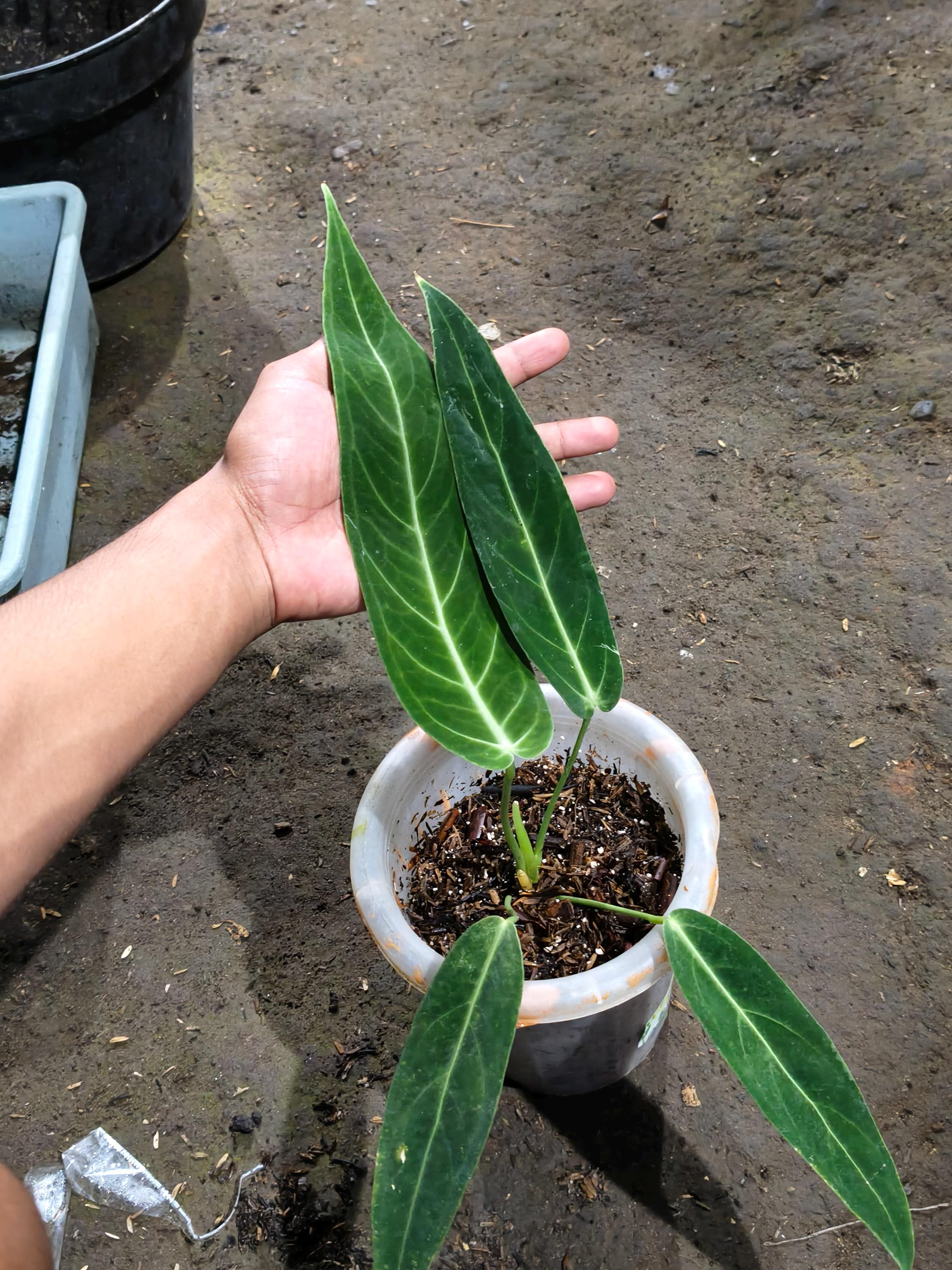 Anthurium Warocqueanum Dark Form - Etsy