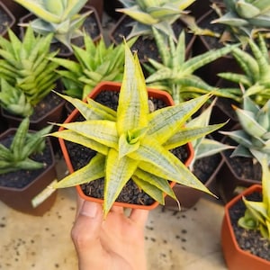 Sansevieria Céleri Sucré Panaché Unique Serpent Plante Très Belle