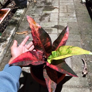 Real Picture Anthurium Hookeri Black Red Ruby Variegated Rare Beauty Plant