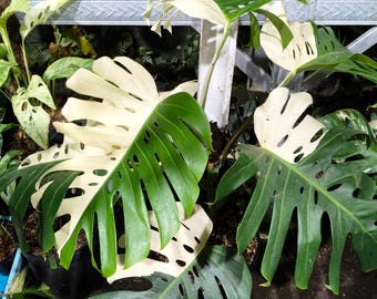 Monstera Albo Halfmoon variegada de gran tamaño (imagen real)