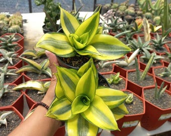 Sansevieria, pianta variegata a muffa verde striata