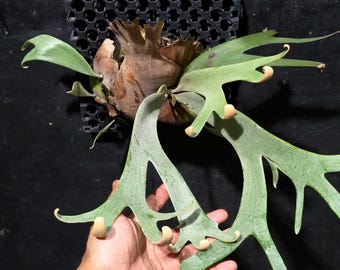 Rollo de Platycerium Willinckii de forma única (imagen real)