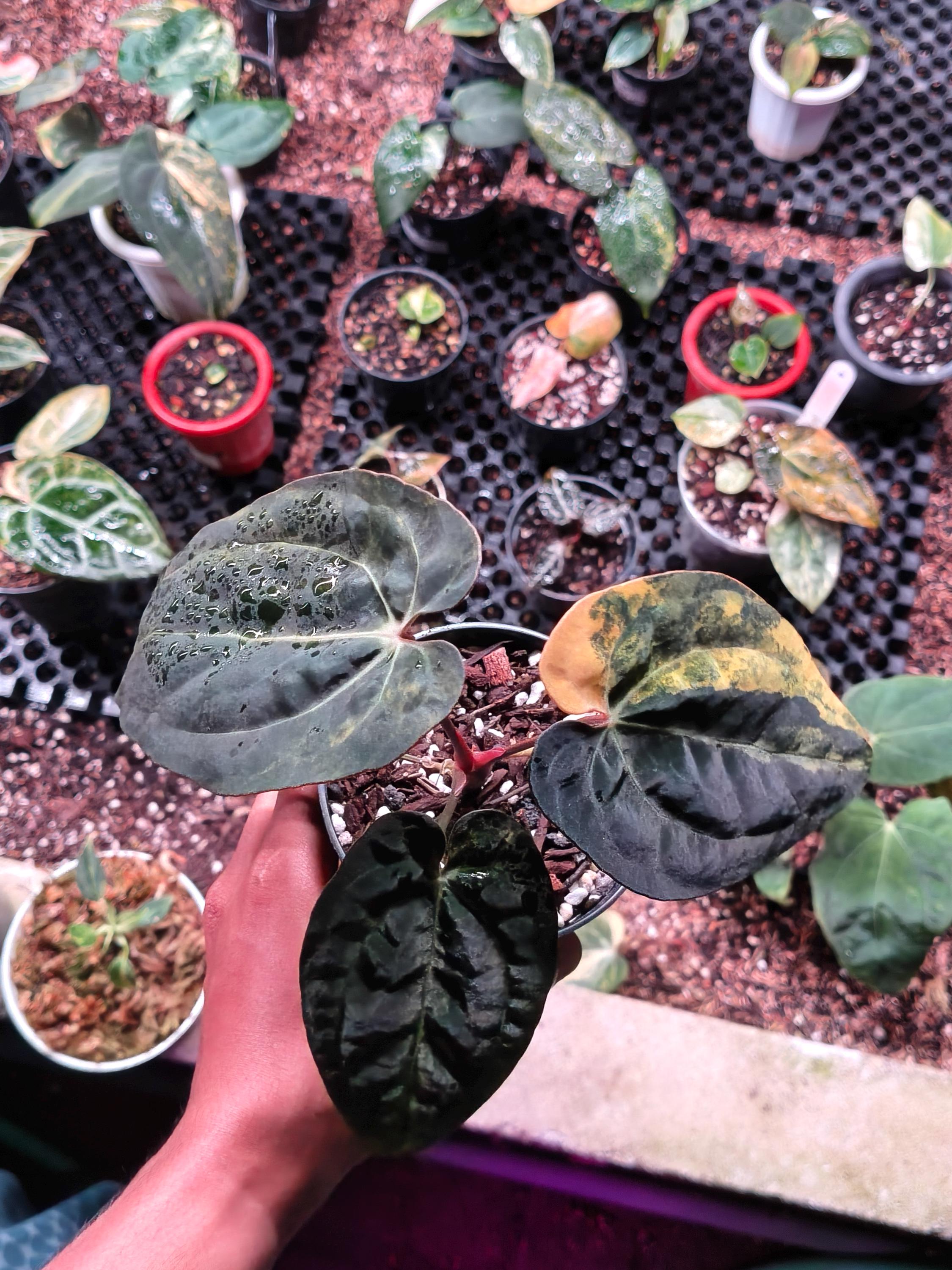 Anthurium dark phoenix - Etsy 日本