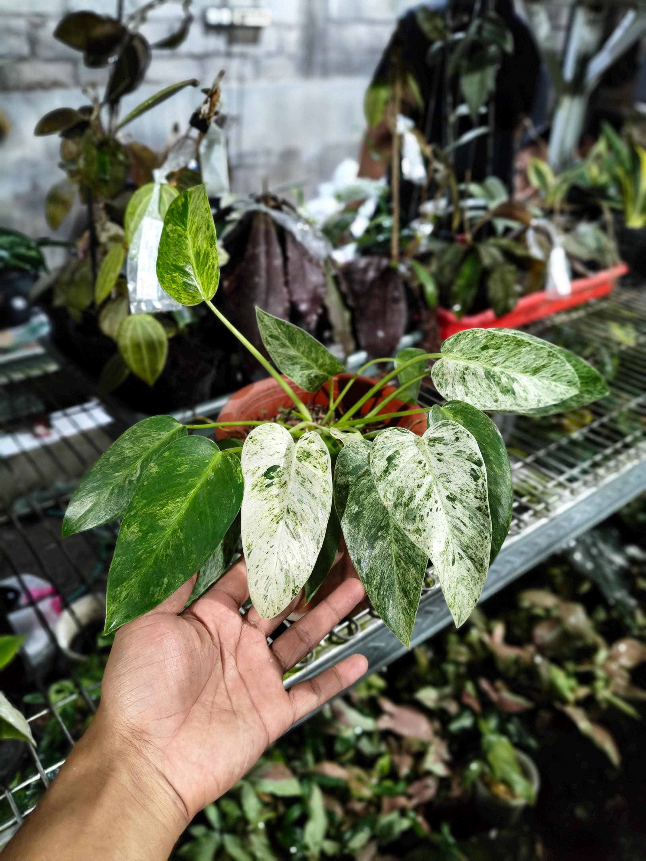 Variegated philodendron giganteum - Etsy 日本