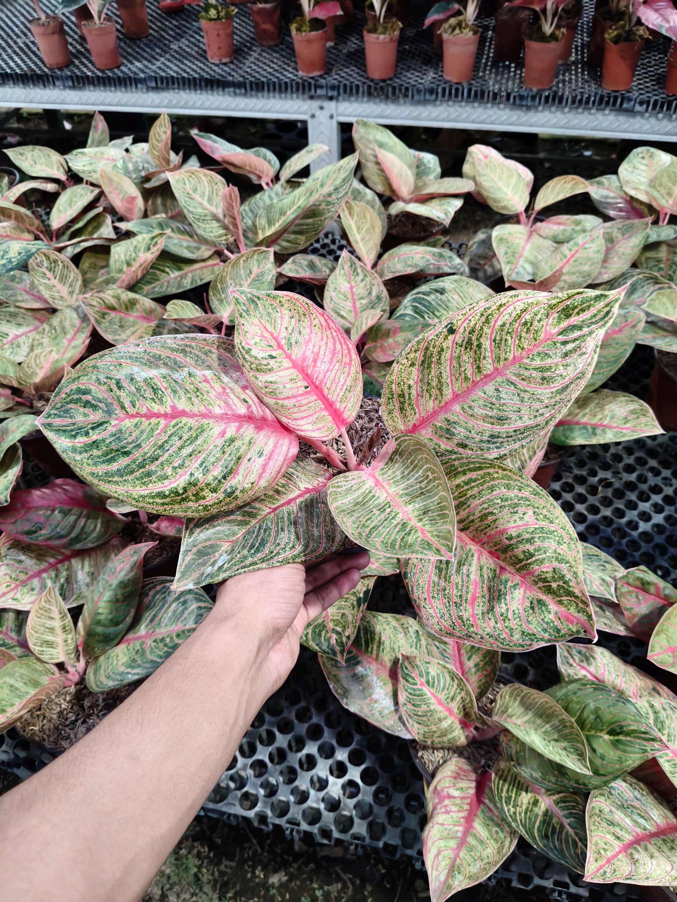 Aglaonema Hughes - Etsy