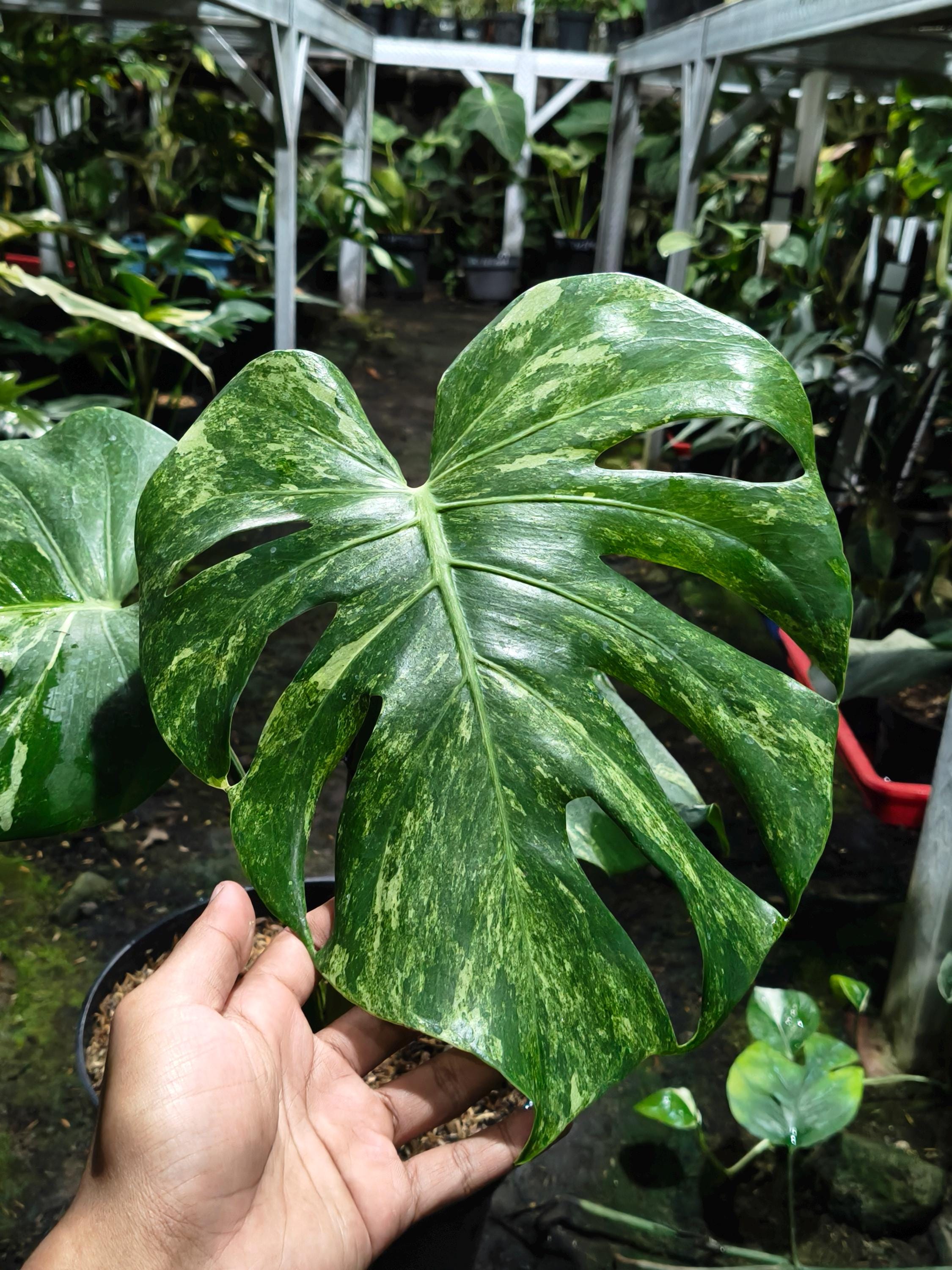 Monstera Oceana - Etsy