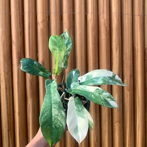 Squamiferum Variegated - Etsy