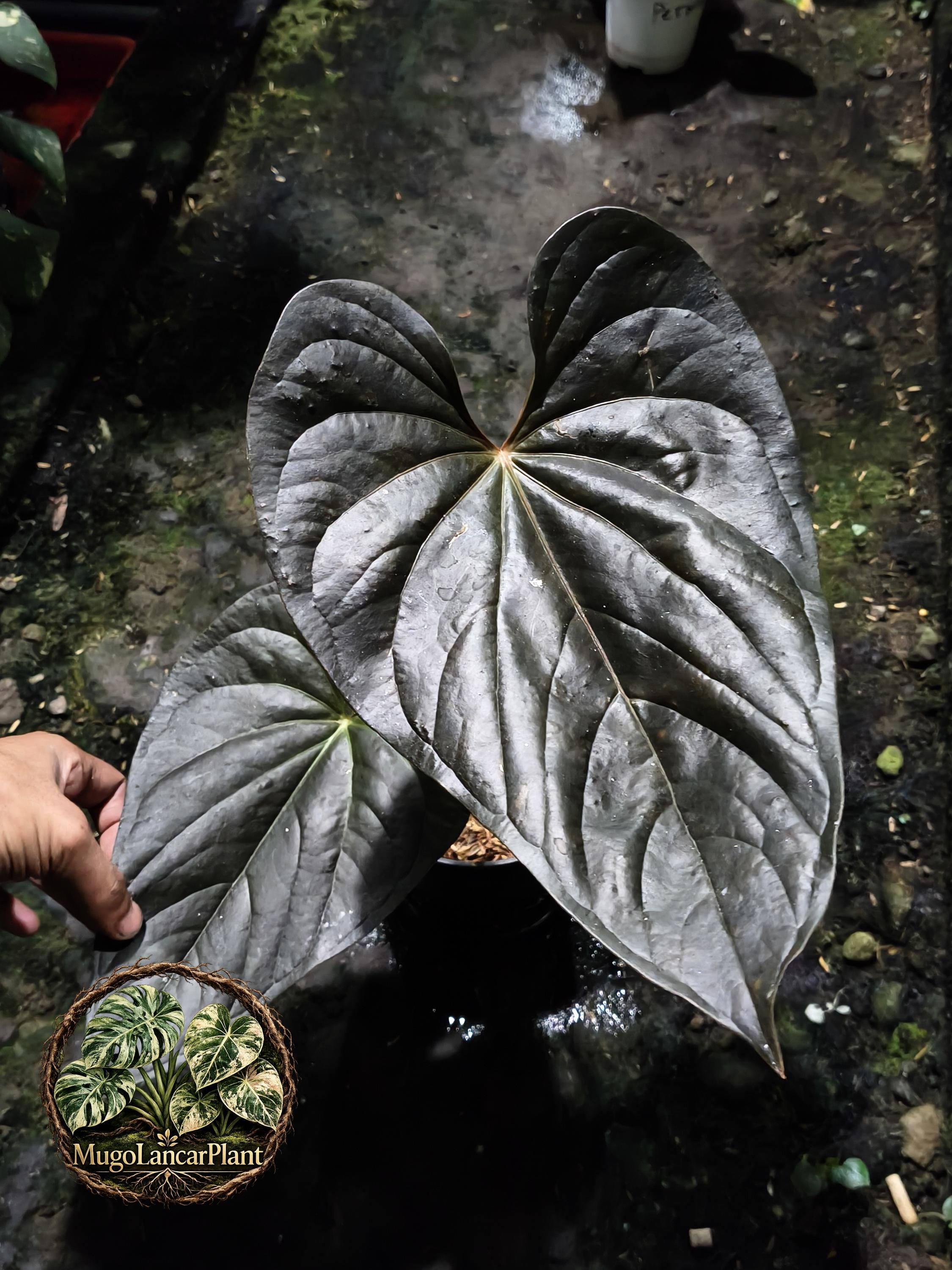 anthurium ace of spades