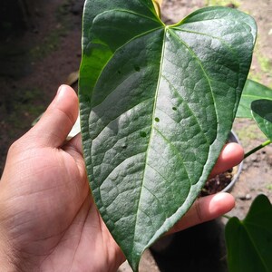 Puede incluir: Primer plano de una gran hoja verde oscura en forma de corazón con venas prominentes. La hoja se sostiene en una mano, mostrando su textura y belleza natural. La superficie de la hoja tiene un aspecto ligeramente brillante.