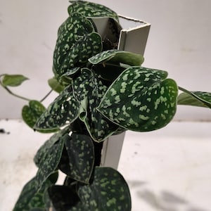 May include: Close-up of a Scindapsus pictus plant, also known as Satin Pothos. The plant features dark green leaves with irregular silver-white variegation. The leaves are heart-shaped and have a velvety texture. The plant is in a white pot.