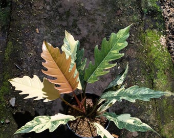 Filodendro real color caramelo mármol, tamaño maduro, muy hermoso.