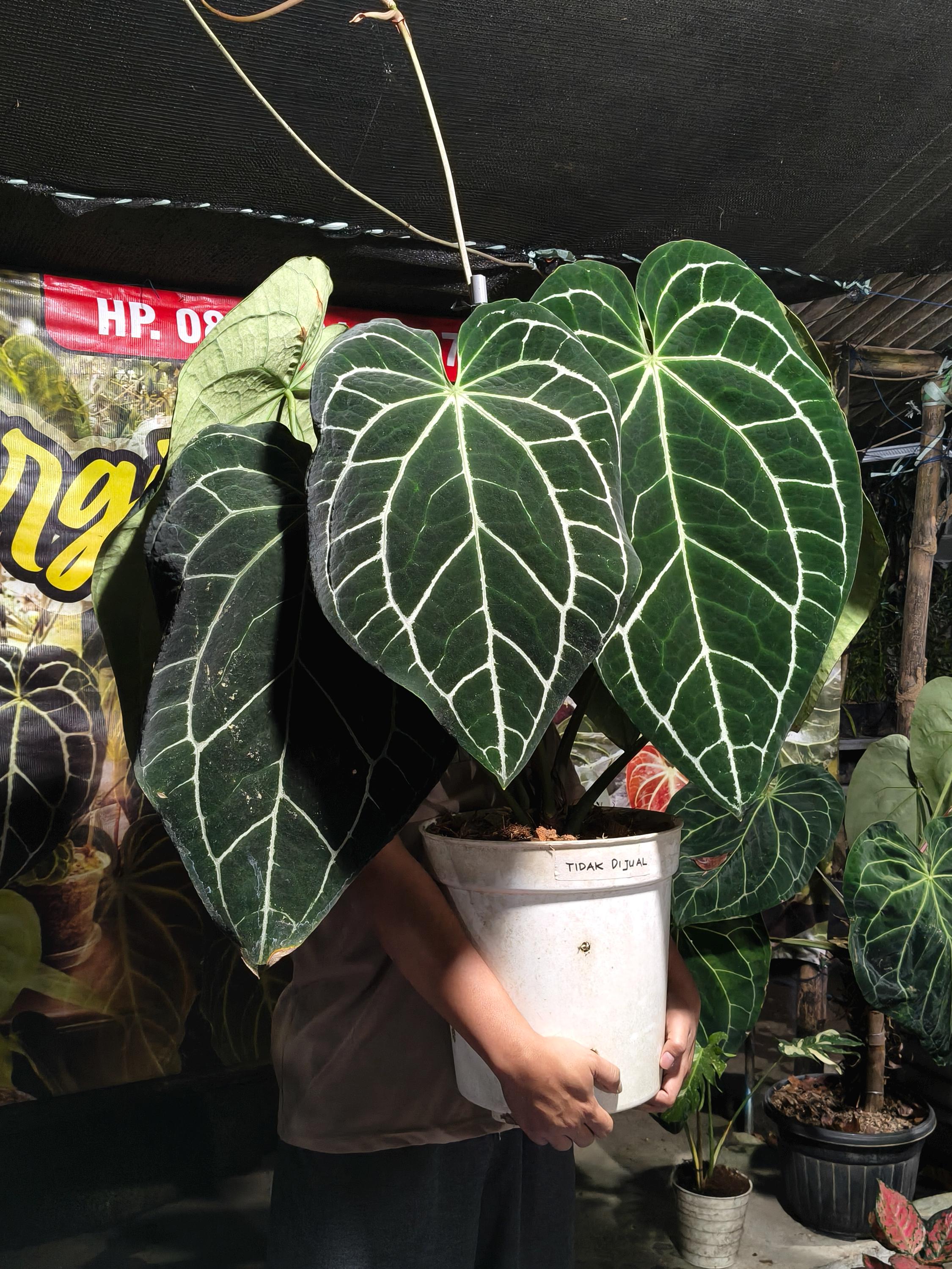 Anthurium crystallinum dark - Etsy 日本