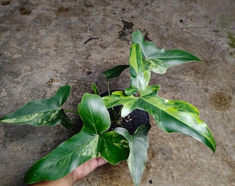 Real Picture Thaumatophyllum African Fantasy Variegated
