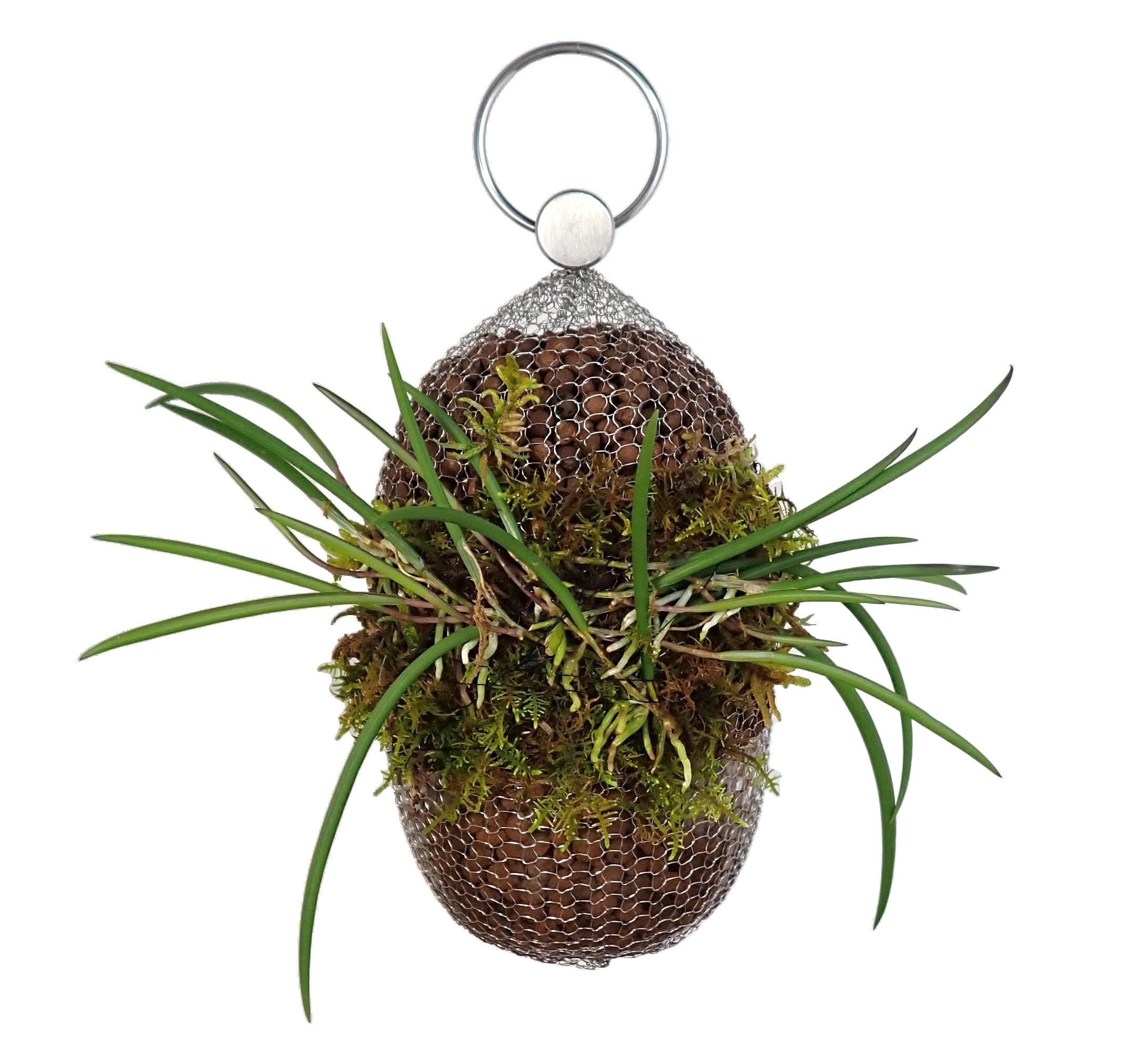 dracena aquarium plant Dracena Sanderiana 'White' | Jungle & Terrarium Plants UAE main image 0