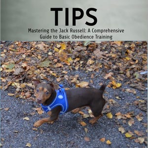 May include: A brown and tan Jack Russell Terrier wearing a blue harness stands on a gravel path covered in fallen leaves. The image includes the text "TRAINING TIPS" and "Mastering the Jack Russell: A Comprehensive Guide to Basic Obedience Training."