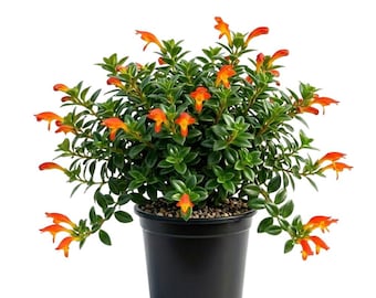 Trailing Goldfish Plant Live Potted, Tropical Goldfish Plants, Trailing Houseplant for Indoor or Patio