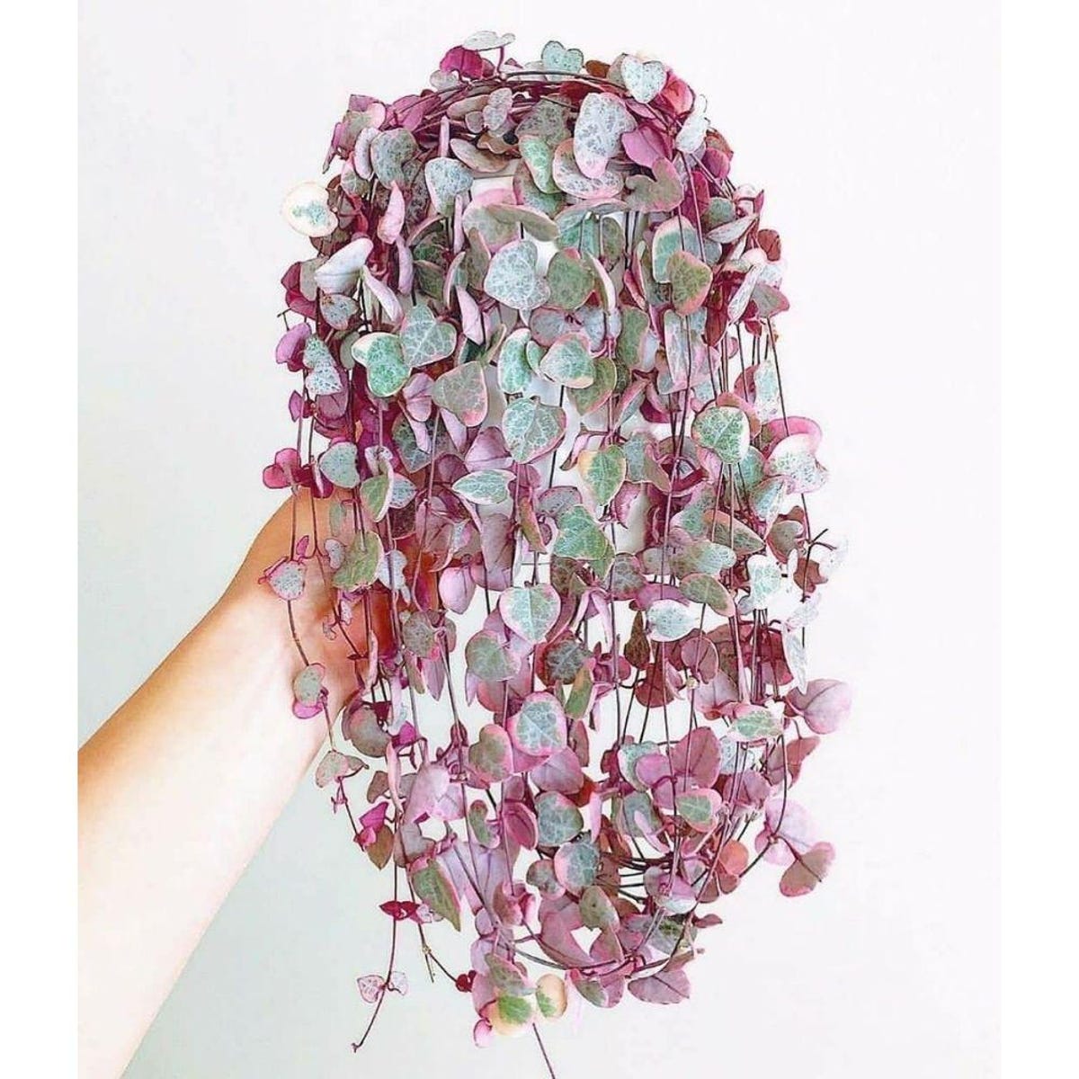 String of Heart Live Succulent Plant