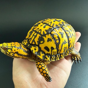 Puede incluir: Una figura de tortuga de caja con un caparazón de cúpula alta que presenta un patrón geométrico vibrante en amarillo y negro. La cabeza y las extremidades también son amarillas con marcas negras, y la tortuga tiene pequeñas garras afiladas.
