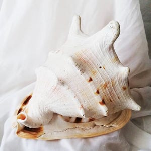Puede incluir: Una gran caracola de color blanco roto con una superficie texturizada y estriada, con espinas prominentes y manchas marrones. La caracola tiene una abertura ovalada, ancha y lisa, con un borde interior color canela y un pico tubular curvado.