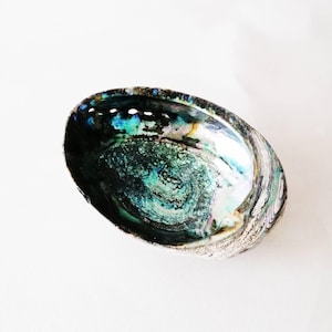 Grote vintage kom van abalone schelp met natuurlijke parelmoeren afwerking. Haliotis schelp, kustdecoratie. Smudging kom. Rekwisiet voor oceaanfotografie.