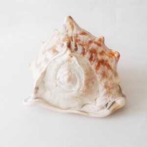 May include: A natural seashell featuring a spiraled, conical shape with a pointed apex. The shell displays a creamy white base color with prominent, textured brown markings and ridges that radiate from the center toward the outer edges.