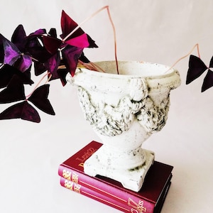 Puede incluir: Una urna de piedra blanca con acabado desgastado y relieves decorativos se asienta sobre dos libros de tapa dura color burdeos apilados. Una planta con hojas triangulares de color púrpura oscuro se extiende desde la abertura de la urna, con tallos finos.