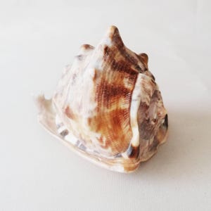 Puede incluir: Una concha marina natural con forma cónica, un ápice puntiagudo y una abertura ancha y ensanchada. La superficie exterior muestra un patrón texturizado de marcas variadas en tonos marrón, bronceado y crema con crestas y protuberancias.