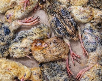 Whole Prey Freeze Dried Quail Chicks - Small size, pack of 14