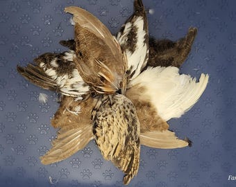 Freeze Dried Quail Wings pack of 4 - pet snacks, training aids, cat toys