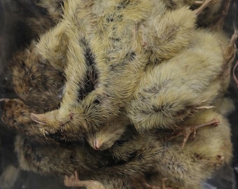 Freeze Dried Whole Quail Chicks - Medium size pack of 10